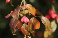 Euonymus europaeus