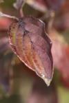Cornus sanguinea