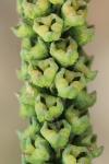 Reseda luteola