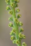 Reseda luteola
