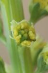 Reseda luteola