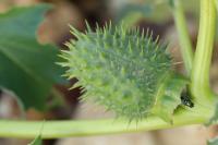 Datura stramonium