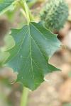 Datura stramonium