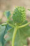 Datura stramonium