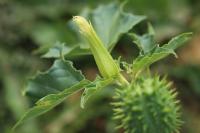 Datura stramonium