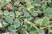 Kickxia spuria