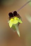 Kickxia spuria