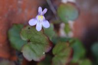 Cymbalaria muralis