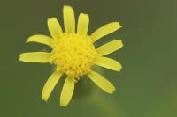 Senecio sylvaticus