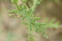 Senecio sylvaticus