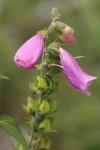 Digitalis purpurea