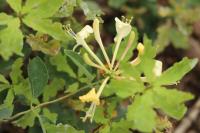 Lonicera periclymenum