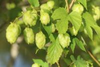 Humulus lupulus