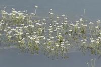 Ranunculus aquatilis