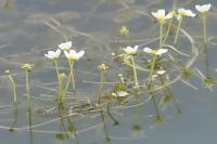 Ranunculus aquatilis