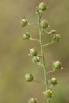 Verbascum blattaria