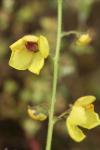 Verbascum blattaria