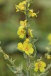 Verbascum densiflorum