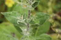 Verbascum densiflorum