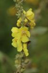 Verbascum densiflorum