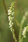 Melilotus albus