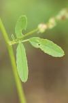 Melilotus albus