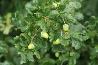 Quercus robur