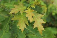 Quercus rubra