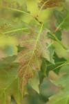 Quercus rubra