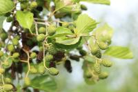 Alnus glutinosa