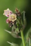 Symphytum officinale