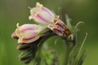 Symphytum officinale