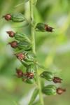 Epipactis helleborine