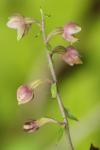 Epipactis helleborine