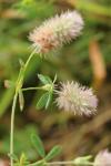 Trifolium arvense