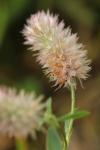 Trifolium arvense