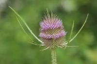 Dipsacus fullonum