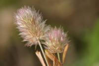 Trifolium arvense