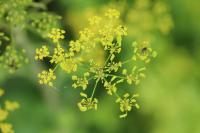 Pastinaca sativa
