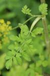 Pastinaca sativa