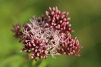 Eupatorium cannabinum