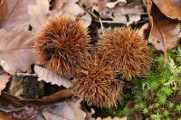 Castanea sativa