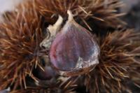 Castanea sativa