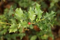 Ilex aquifolium