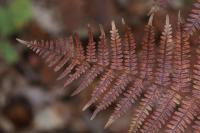 Pteridium aquilinum
