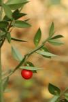 Ruscus aculeatus