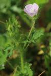 Malva setigera