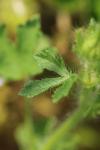 Malva setigera