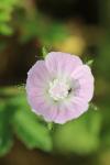 Malva setigera
