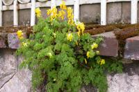 Pseudofumaria lutea